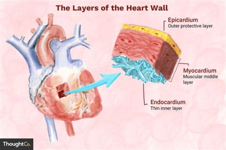 3 layers of the heart