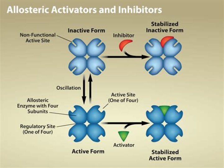 allosteric inhibitor