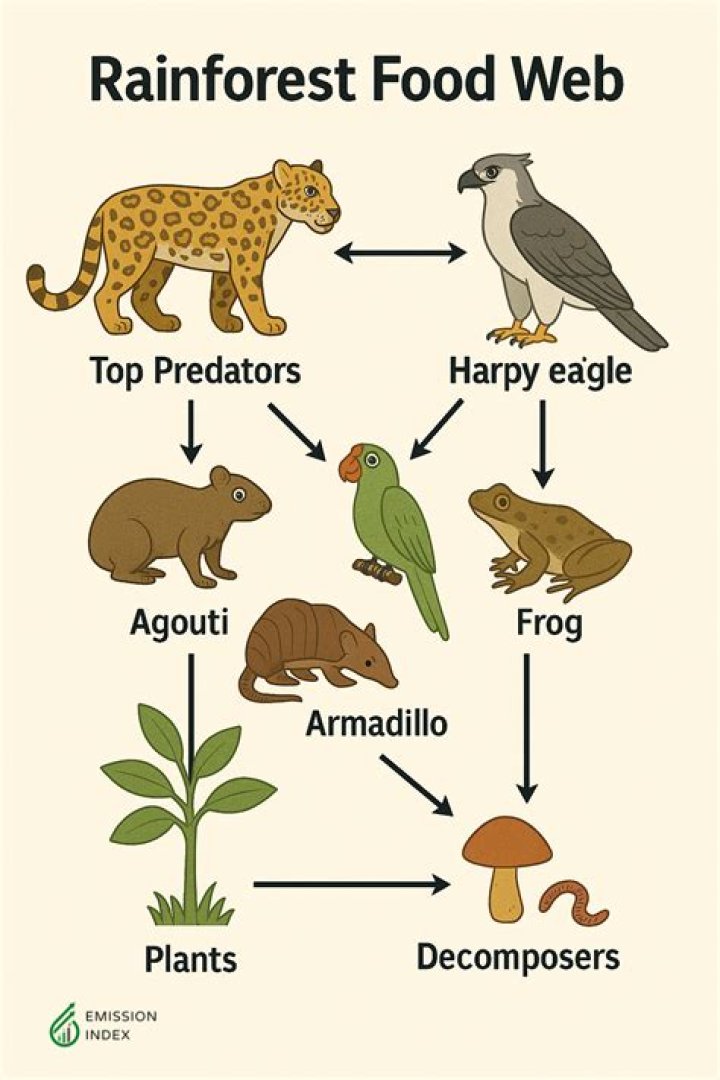 amazon rainforest food web