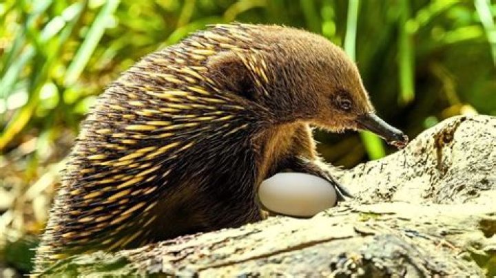 an animal that lays eggs but is not a bird