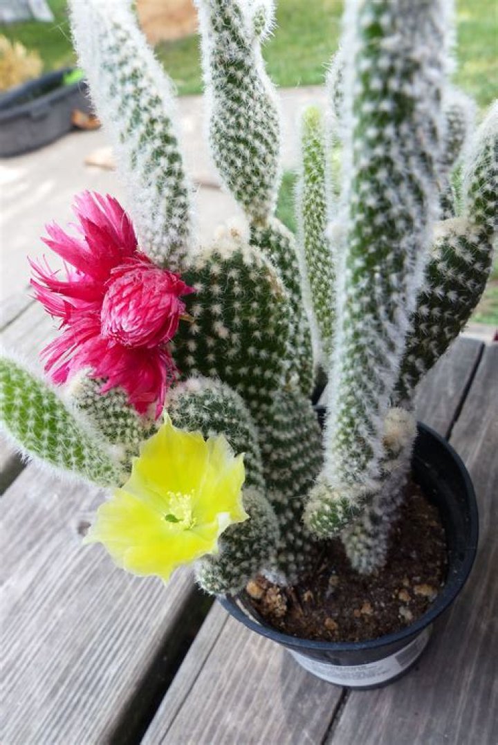 angel wing cactus