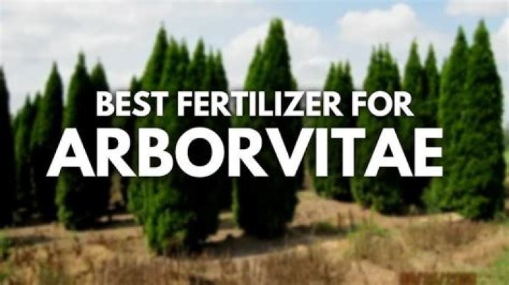 arborvitae fertilizer