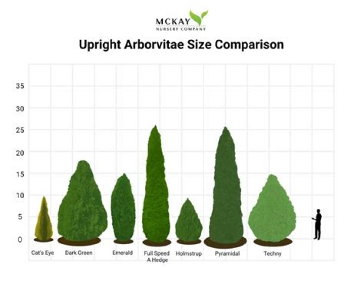 arborvitae growth rate