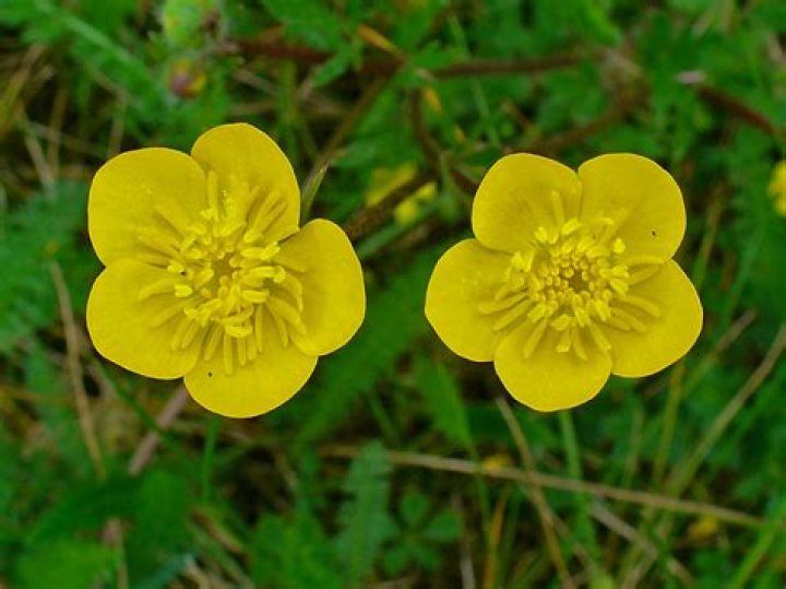 are buttercups poisonous
