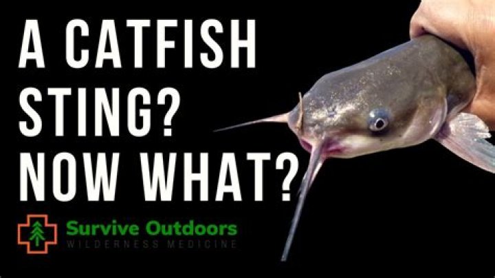 are catfish poisonous