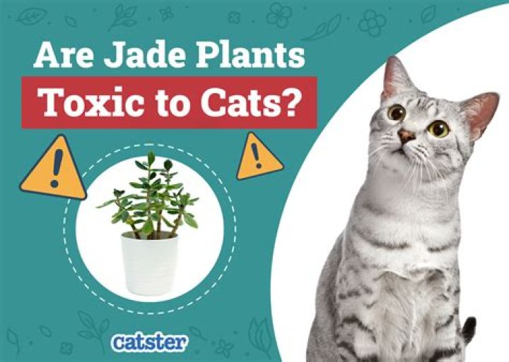 are jade plants toxic to cats