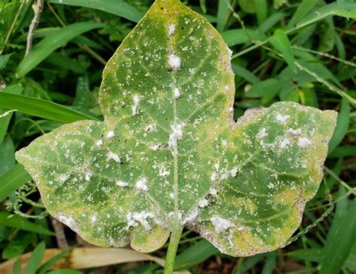 are mealybugs harmful to humans
