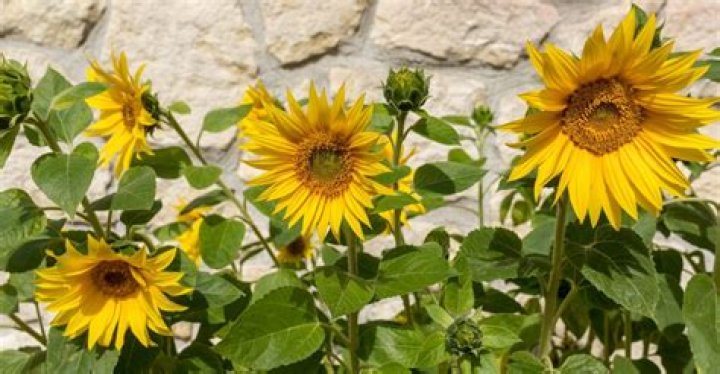 are sunflowers annuals