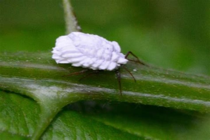 Are there bugs that look like fuzz balls? check this out | little white bugs that look like lint