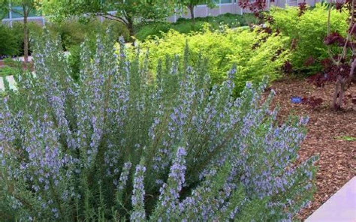 arp rosemary