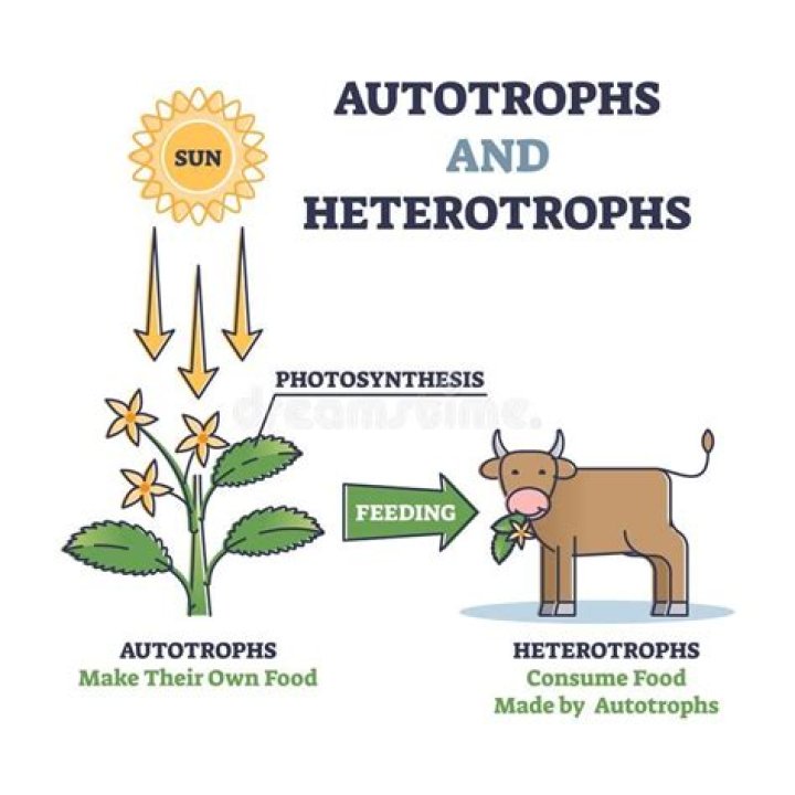 autotrophs and heterotrophs