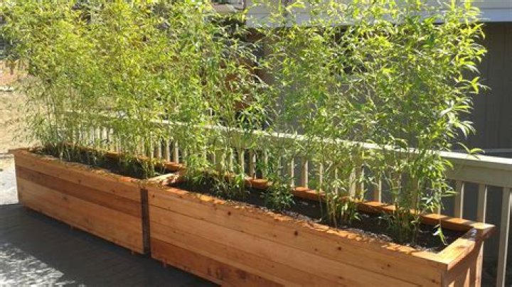 bamboo planter box