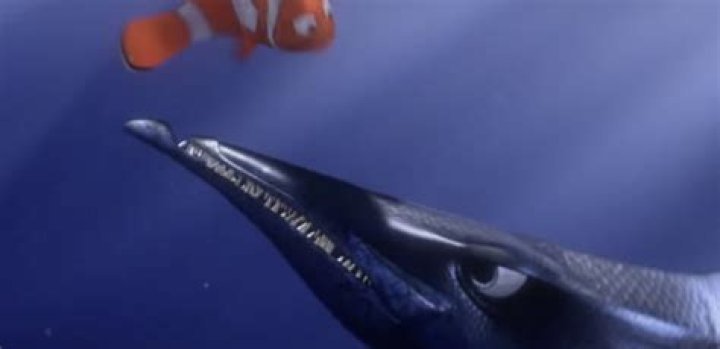 barracuda nemo