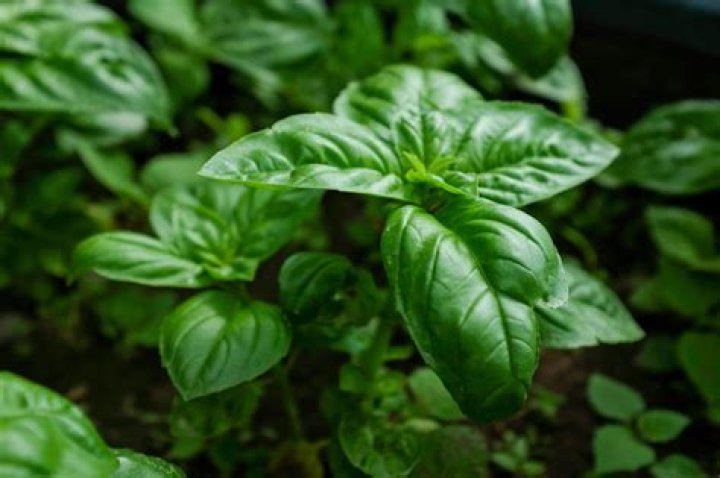 basil temperature
