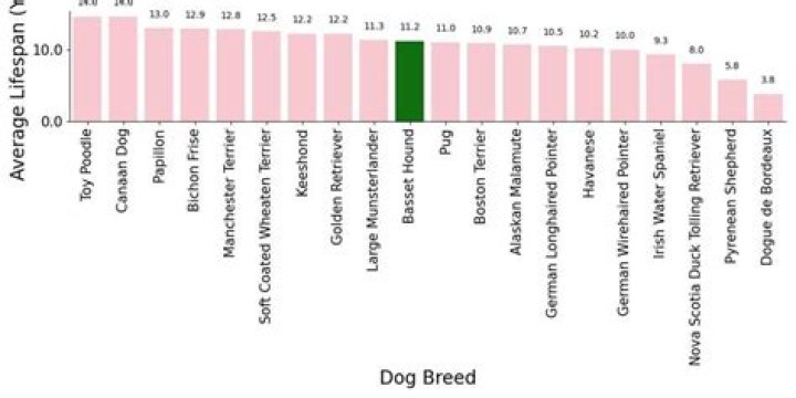 basset hound life expectancy