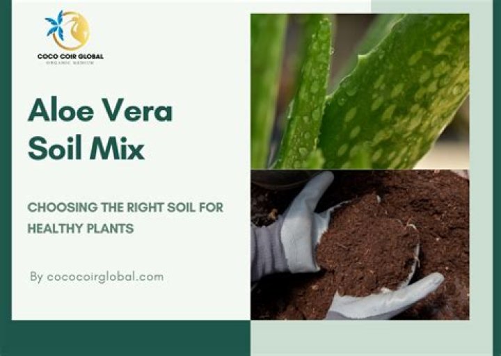 best soil for aloe vera