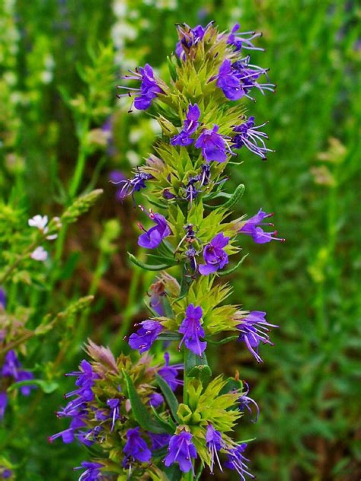 bible hyssop