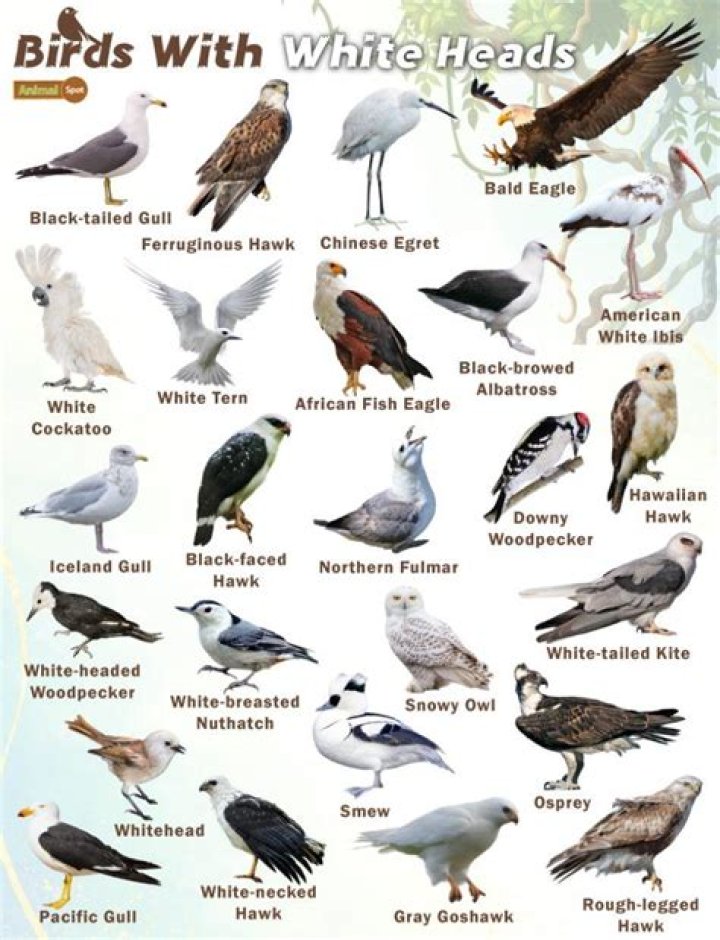 birds with white heads