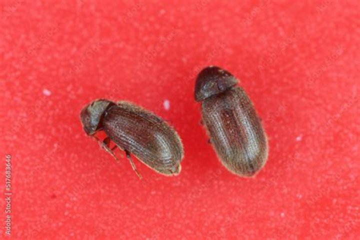 biscuit beetles