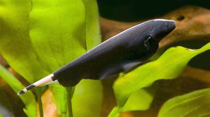 black ghost knifefish