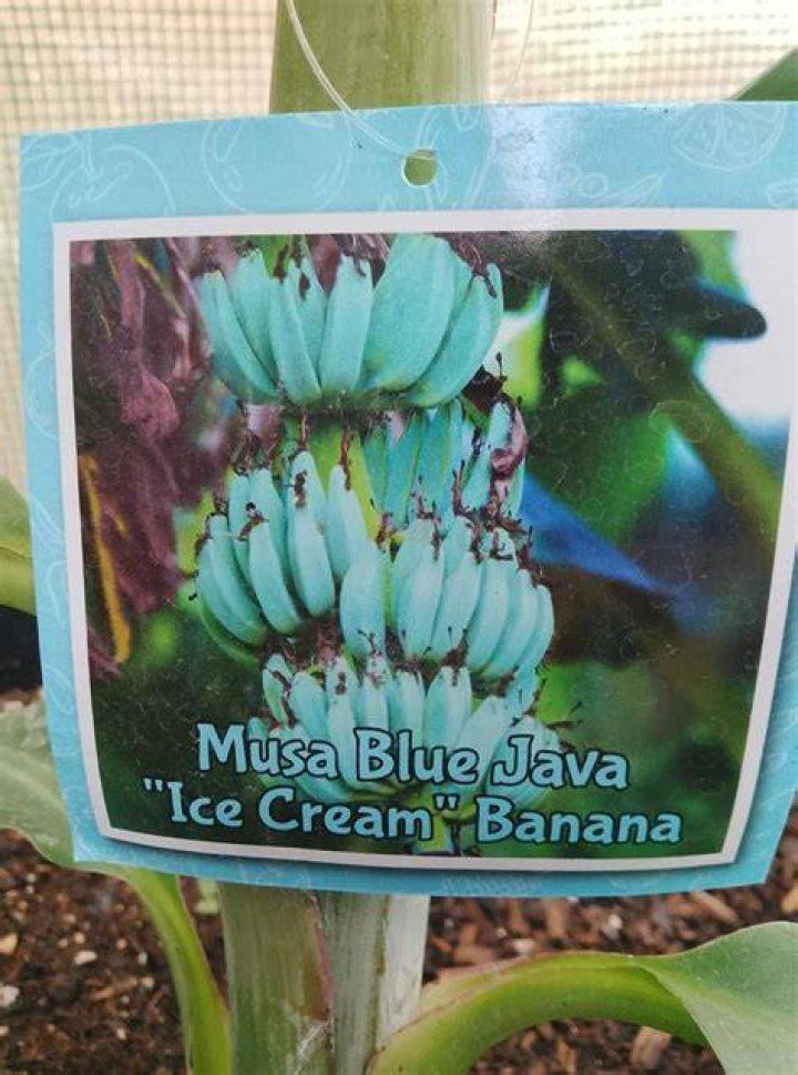 blue java banana near me