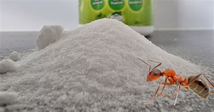 borax ants