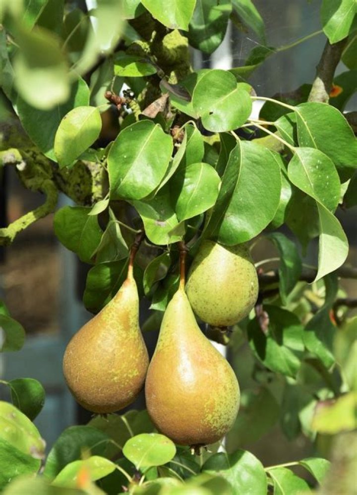 bradford pear tree fruit