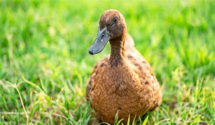 brown duck breeds