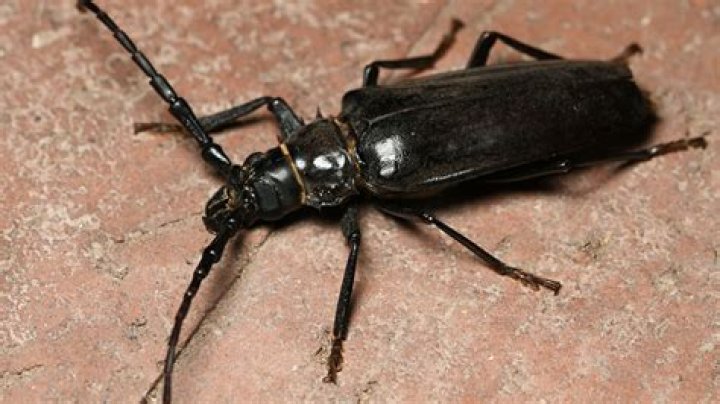 bugs in arizona