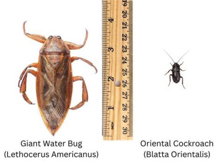 bugs that look like cockroaches but aren’t