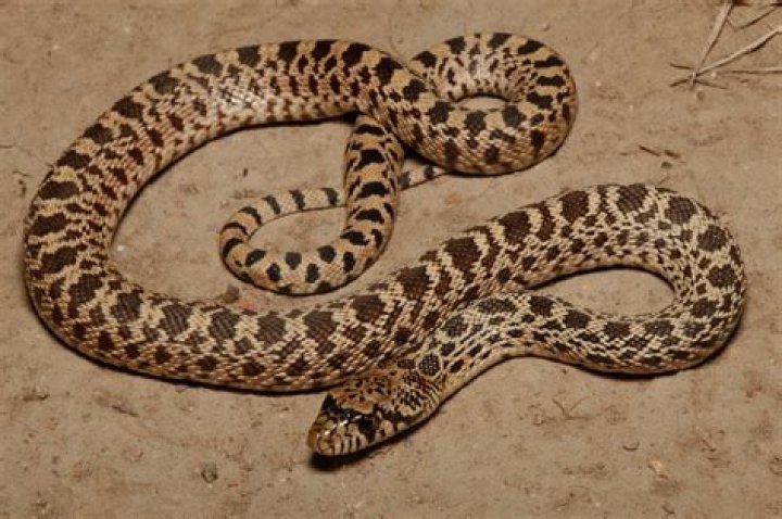 bull snake colorado