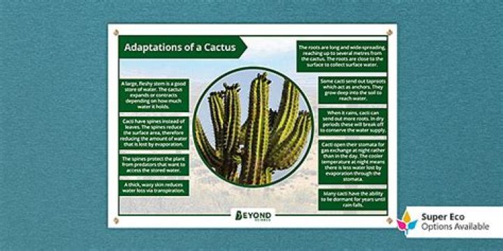 cactus adaptations