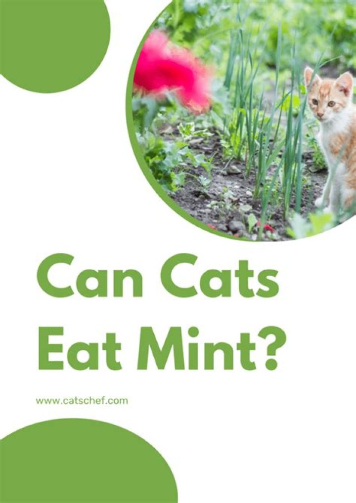 can cats eat mint