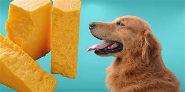 can dogs eat feta cheese
