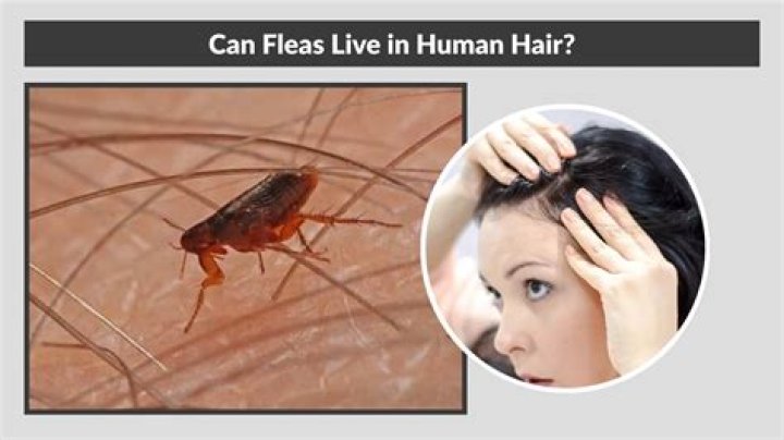 can fleas live on human hair