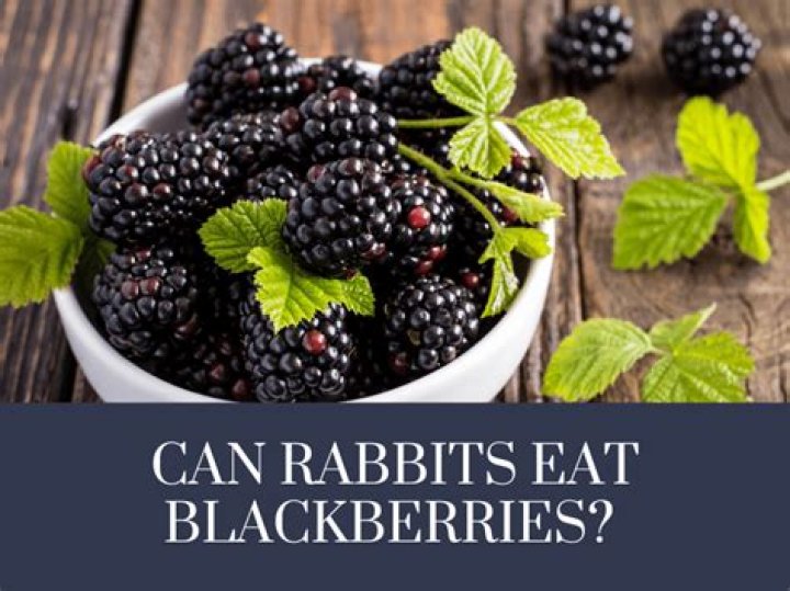can rabbits eat blackberries