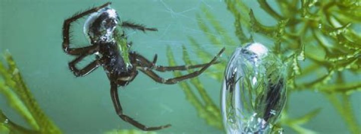can spiders swim