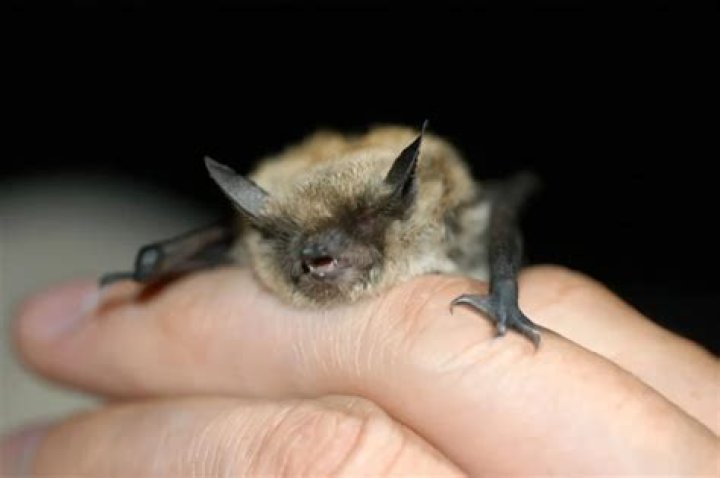 can you have a bat as a pet