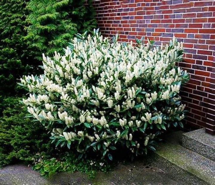cherry laurel shrub