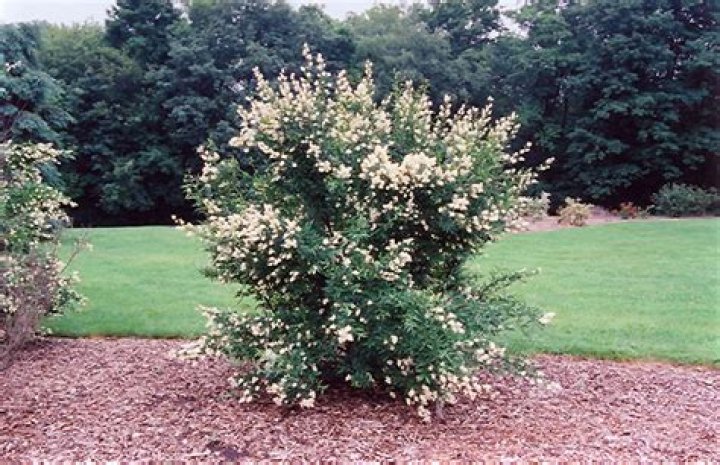cheyenne privet