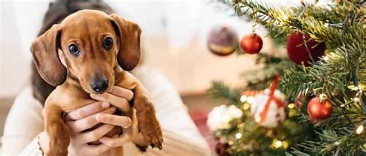christmas tree for dogs