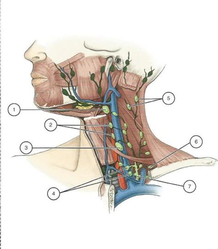 collar bone lymph nodes