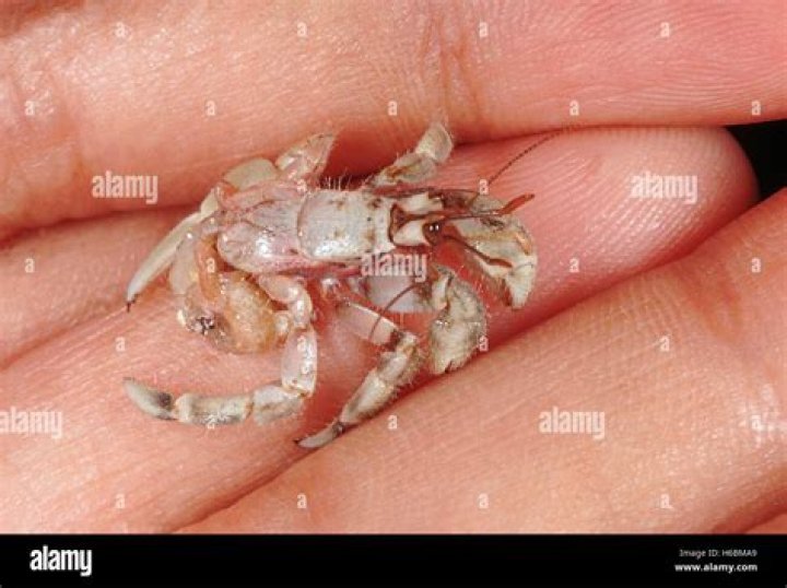 crab without shell