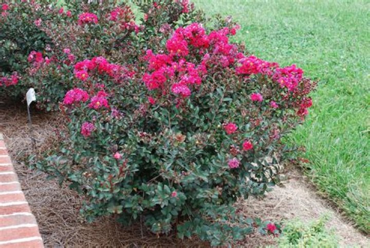 crepe myrtle dwarf
