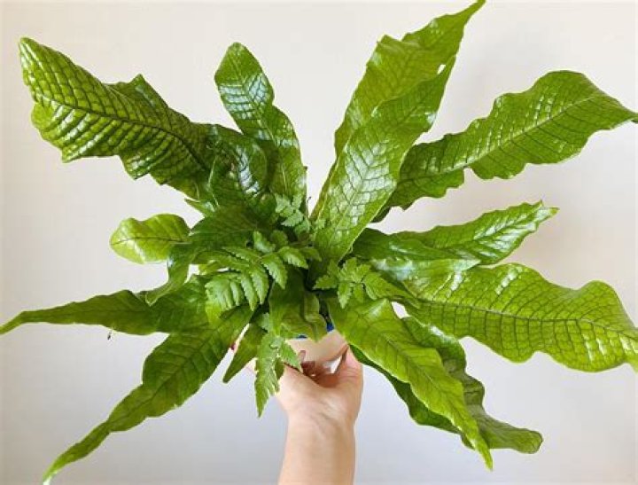 crocodile fern care