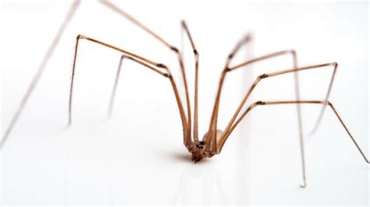daddy long legs venom