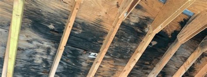 dangerous black mold on wood