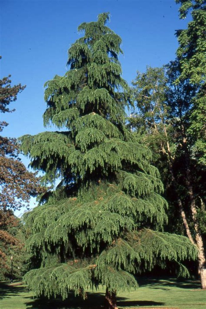 deodar tree