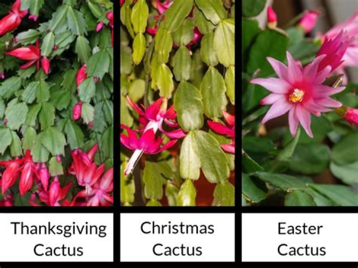 difference between christmas and thanksgiving cactus