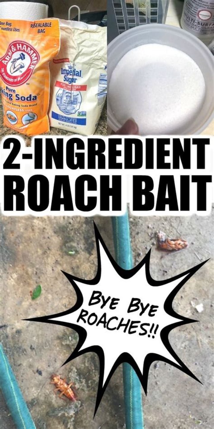 diy roach killer